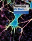 Neuroscience at a Glance